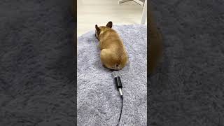 Köpek mikrofona osuruyor