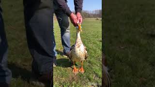 Killed This Nice Duck While Hunting