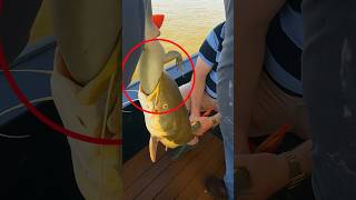 Giant Amazon Catfish Caught With A Whole Lizard Inside