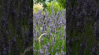 Mehrfache Blüte Beim Lavendel!  #Garten #Gartentipps #Gartenarbeit #Gemüsegarten #Lavendel