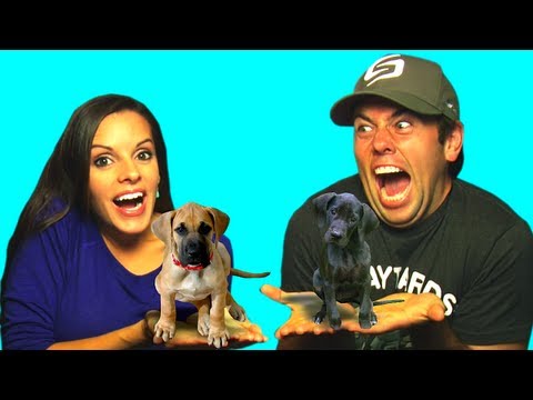 A NEW DOG! (WTKGTS#77)