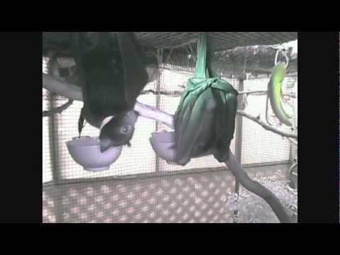 Bat Rescue Australia
