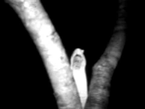 Pocong Gila