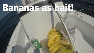 Catching Fish with Bananas as Bait