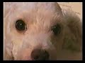 MURILOLENDO - de Carlos Reichenbach