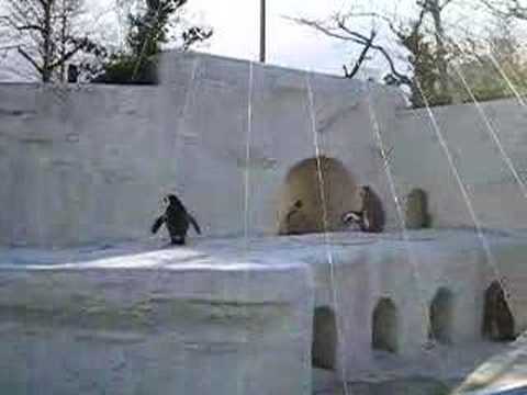 Ueno Zoo Panguins／上野動物園ペンギン