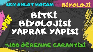 Bi̇tki̇ Bi̇yoloji̇si̇ Konu Anlatimi 7 Yaprak Yapisi Ayt Bi̇yoloji̇