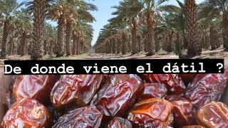 De Donde Viene El Dátil?
