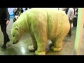 Orso...