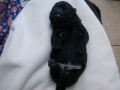 Filhote de Sharpei com 5 dias, dormindo e sonhando. Beyoncé EJ Terani.