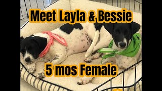 Layla And Bessie Are Coming To Town