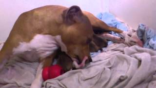 Pregnant Red Staffordshire Bull Terrier Puppies A Few Hours Old During Labour