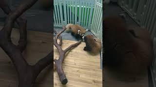 Red Panda