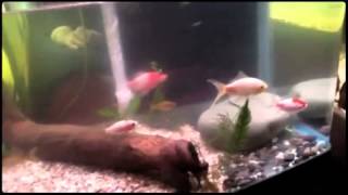 Fish & Creatures @MicroQuatics