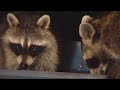 The Cute Raccoon Family! [Camera Project 2.1/Raccoons]