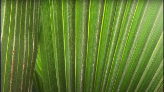 Name that Palm!