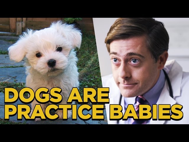 Are Dogs Practice Babies? - Video