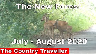 The New Forest Video Diary in July and August 2020 #leavenotrace