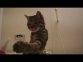 けしからん猫の水遊び。Jumping cat play with water　!!