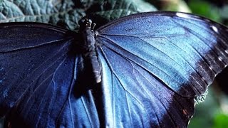 Tecnología Natural Episodio 1(uno) - La Magia del Movimiento - Los Secretos de la Naturaleza
