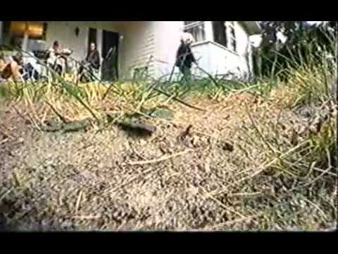 Donde Suenan Las Verdes Hormigas [1984]