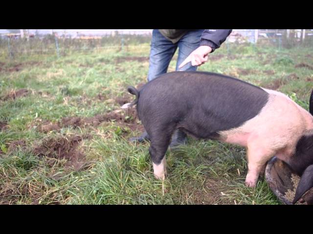 How To Straighten A Pig’s Curly Tail - Video