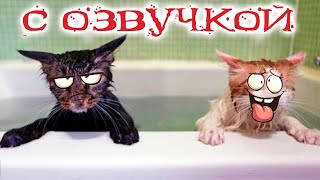 Приколы С Котами! Смешные Коты! Самые Смешные Животные! С Озвучкой!