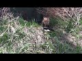 Baby Fox Eats Hard-Boiled Eggs and PB Bread(1/2)