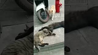 Auto Kaburlagi A Selingkuh Malah Ketauan Abang Oren