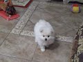 Pomeranian white Male puppy for sale