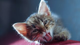 All Preview 2 My Pets Deepfake In Capcut Low Battery