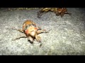 Cicada Invasion 2013 It S Nymph O Mania Lots Of ...