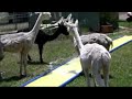Alpacas Heatwave Fun on Slip n Slide
