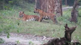 Kabini-Nov2018-Tigress-And-Cubs-2