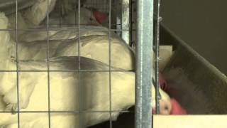 H5N2 Avian Flu - Sheila Purdum - April 3, 2015