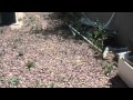 Buy Foreclosed Homes Phoenix | Phoenix Real Estate - Glendale | Myrtle