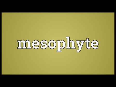 Header of mesophyte