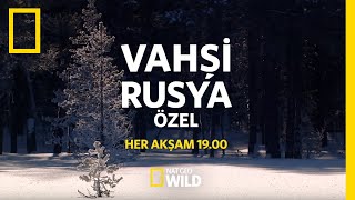 Nat Geo Wild Vahşi Rusya Özel