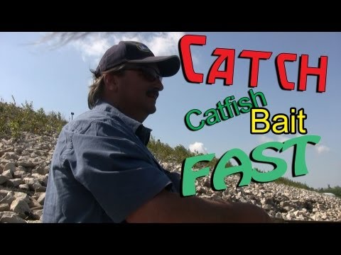 Utah Fishing Report on How To Catch Skipjack Herring For Catfish Bait