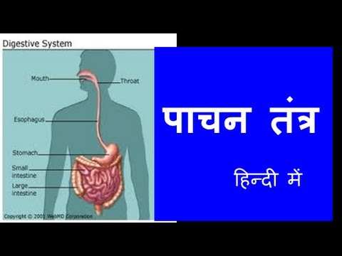 Human Digestive System in Hindi , Urdu (हिन्दी) for children - YouTube