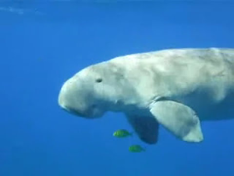 Facts+About+Dugong Dugongs Facts, information, pictures | Encyclopedia.com articles about ...