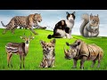 Bustling animal world sounds around us: Elephant,  Fox, Squirrel, Squirrel, Rhino, Ducks, Horse,...