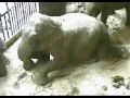 the birth of tragedy - quotes the birth of tragedy - quotes