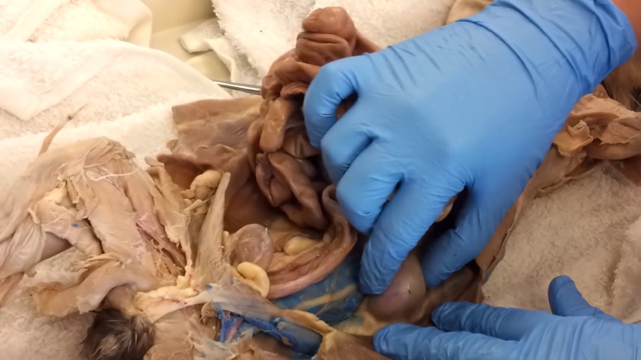Cat Dissection, Internal Organs - YouTube