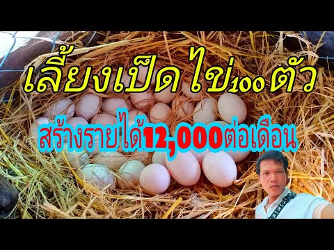 เลี้ยงเป็ดไข่100ตัว สร้างรายได้10,000-12,000บาท/เดือน
