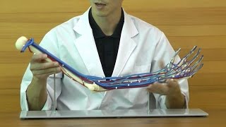 上肢血管付モデル：動画