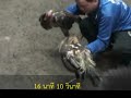 ไก่เก่ง