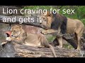 Lion craving for sex and gets it | lions mating