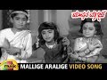 Mavana Magalu Kannada Movie Songs | Mallige Aralige Video Song | Kalyan Kumar | Jayalalitha |