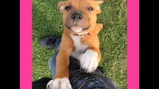 Nala My Staffy - 3 Month Old 15 Days - Plays Ball , Talks To Swans , Has Fun